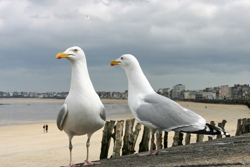 St Malo8 